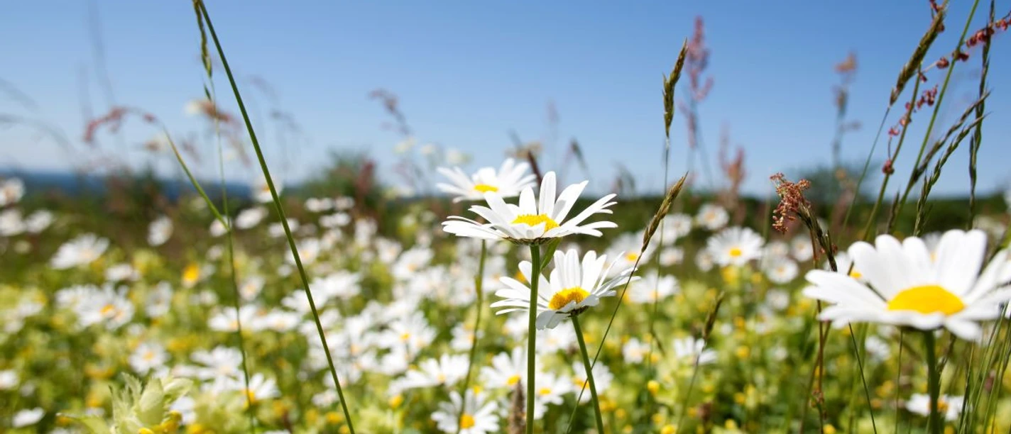 Frühling im Saarland