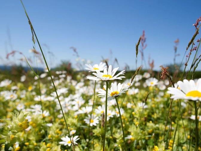 Frühling im Saarland