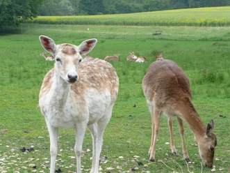 Wildgehege