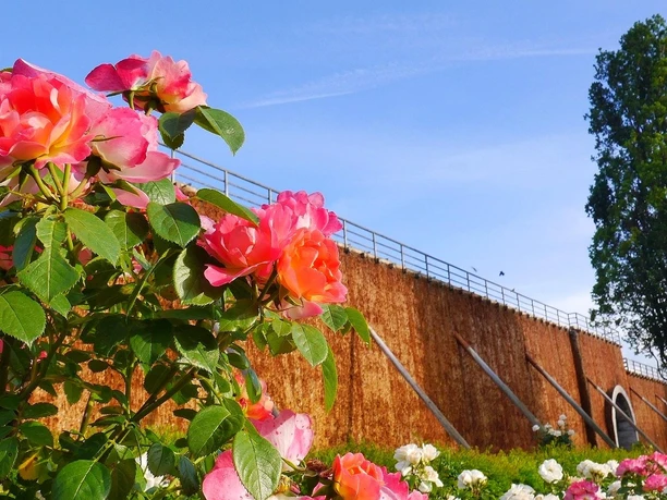 Rosa Rosen blühen vor dem Gradierwerk im Rosengarten Bad Salzuflen.