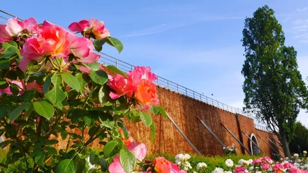 Rosengarten am Gradierwerk