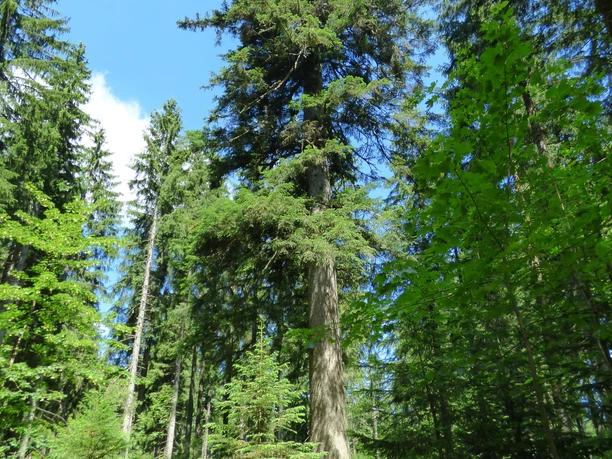 P1020263 Großvatertanne hoch