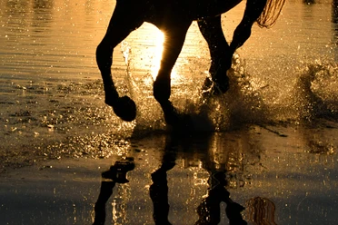 pferd_wasser01.jpg