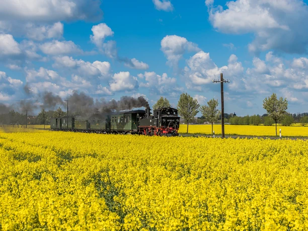 The steaming Döllnitzbahn "Wilder Robert" runs along the blossoming rapeseed fields in sunny weather, Excursion, Family, Leipzig Region