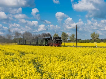 Döllnitzbahn "Wilder Robert" - Region Leipzig Die dampfende Döllnitzbahn "Wilder Robert" fährt entlang der blühenden Rapsfelder bei sonnigem Wetter, Ausflug, Familie, Leipzig Region