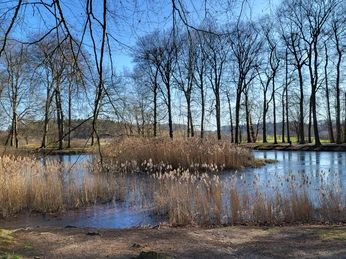 Kurfürsten-Runde, Sögel - Hümmling-Pfade, Schlossteichanlage ©Naturpark Hümmling (2).jpg Baumreihe am Schlossteich in Sögel mit Schilf und gefrorener Wasseroberfläche unter klarem Himmel.