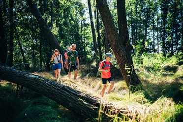 Wandern in der Luchsenburg