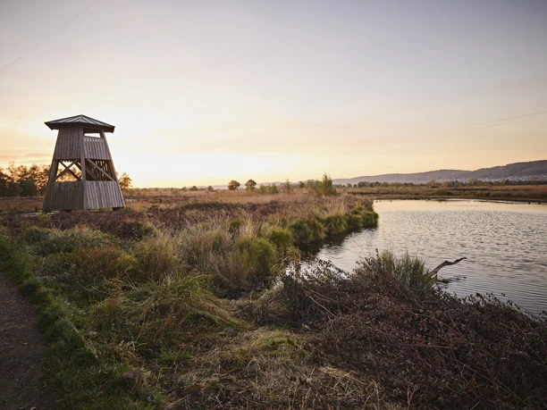 Großes Torfmoor-Teutoburger-Wald-Tourismus-M-Rothbrust-023.jpg Holzturm neben einem See im Sonnenuntergang, umgeben von Wiese und Bäumen in sanften Erdtönen.
