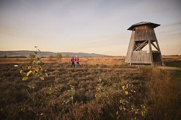 Großes Torfmoor-Teutoburger-Wald-Tourismus-M-Rothbrust-066.jpg Drei Personen spazieren bei Sonnenuntergang durch eine herbstliche Heidelandschaft neben einem hölzernen Aussichtsturm.