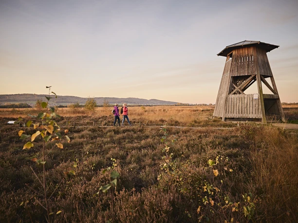 Großes Torfmoor-Teutoburger-Wald-Tourismus-M-Rothbrust-066.jpg Drei Personen spazieren bei Sonnenuntergang durch eine herbstliche Heidelandschaft neben einem hölzernen Aussichtsturm.