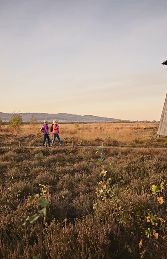 Hille-Torfmoor-Teutoburger-Wald-Tourismus-M-Rothbrust-066.jpg Drei Personen spazieren bei Sonnenuntergang durch eine herbstliche Heidelandschaft neben einem hölzernen Aussichtsturm.