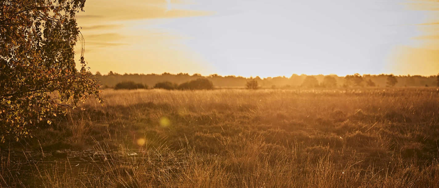 Großes Torfmoor-Teutoburger-Wald-Tourismus-M-Rothbrust-123.jpg Sonnenuntergang über einer weiten Wiesenlandschaft, umgeben von Bäumen, in sanftem, goldenem Licht.