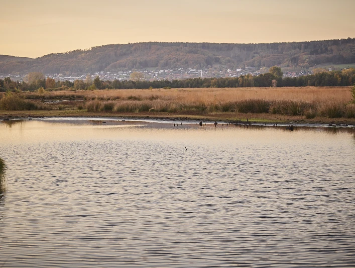 Großes Torfmoor-Teutoburger-Wald-Tourismus-M-Rothbrust-021.jpg See im Vordergrund, umgeben von Herbstlandschaft, sanfte Hügel und Waldbewuchs im Hintergrund.