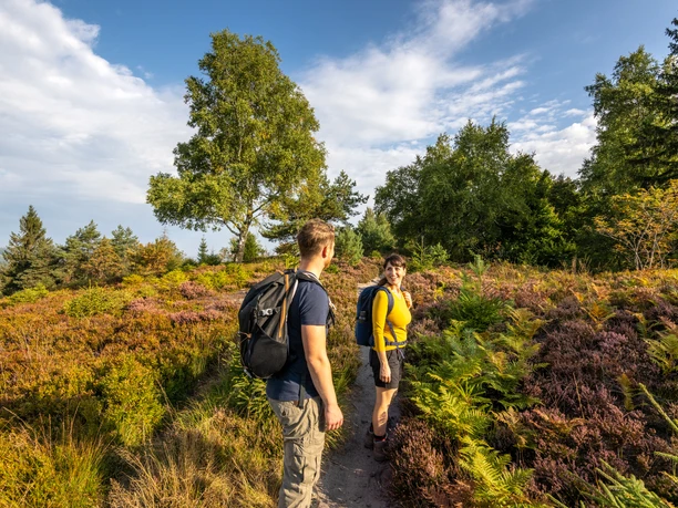 Lippischer Velmerstot-Kreis Lippe-Teutoburger-Wald-Tourismus-D-Ketz-011.jpg Zwei Wanderer spazieren auf einem Heidepfad in Horn-Bad Meinberg, umgeben von blühender Natur.
