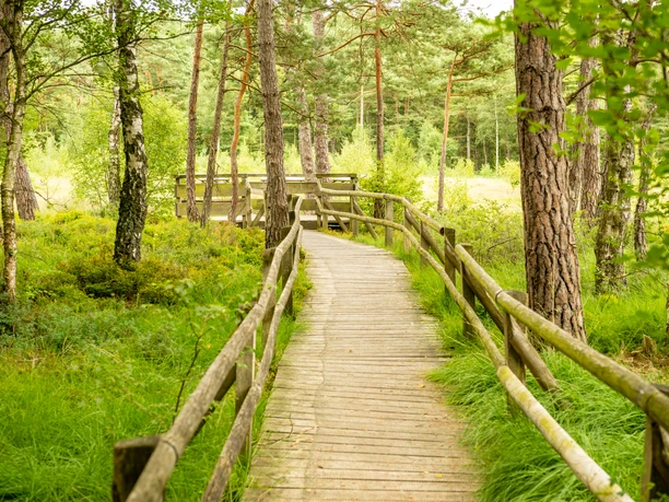Ein Holzsteg führt durch einen grünen Wald. Bäume und Gras flankieren den Weg unter freiem Himmel.