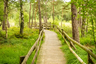 Detmold-Hiddeser Bent-Pivitker Wasserweg-Teutoburger-Wald-Tourismus-D-Ketz-088.jpg Ein Holzsteg führt durch einen grünen Wald. Bäume und Gras flankieren den Weg unter freiem Himmel.