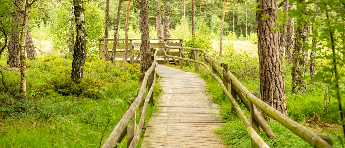 Detmold-Hiddeser Bent-Pivitker Wasserweg-Teutoburger-Wald-Tourismus-D-Ketz-088.jpg Ein Holzsteg führt durch einen grünen Wald. Bäume und Gras flankieren den Weg unter freiem Himmel.