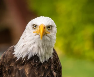 Detmold-Adlerwarte Berlebeck-Teutoburger-Wald-Tourismus-D-Ketz-039.jpg Weißkopfseeadler mit scharfem Blick vor unscharfem grünem Hintergrund, symbolisiert Kraft und Freiheit.