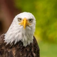 Detmold-Adlerwarte Berlebeck-Teutoburger-Wald-Tourismus-D-Ketz-039.jpg Weißkopfseeadler mit scharfem Blick vor unscharfem grünem Hintergrund, symbolisiert Kraft und Freiheit.