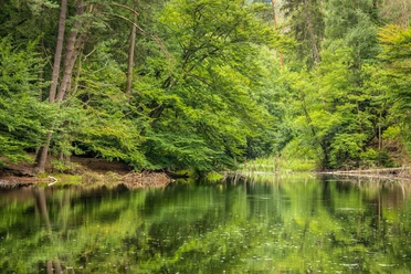 Detmold-Donoper Teich-Pivitker Wasserweg-Teutoburger-Wald-Tourismus-D-Ketz-097.jpg Blick auf den Donoper Teich in Detmold, der umgeben von grünem Wald ist