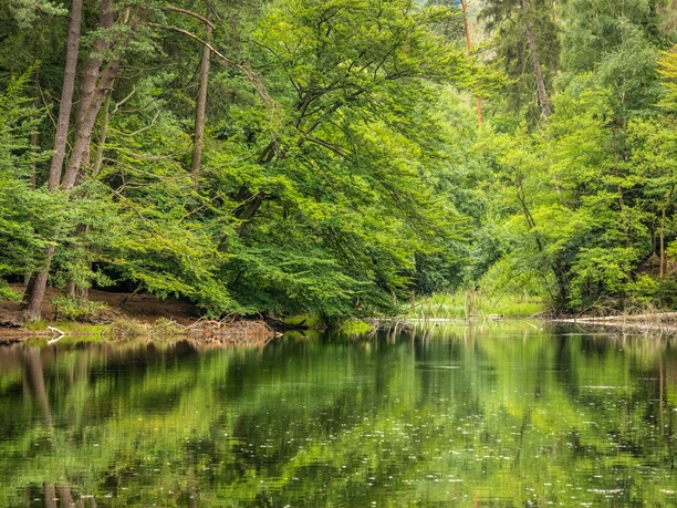 Detmold-Donoper Teich-Pivitker Wasserweg-Teutoburger-Wald-Tourismus-D-Ketz-097.jpg Blick auf den Donoper Teich in Detmold, der umgeben von grünem Wald ist