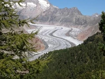 Aletschwald mit Aletschgletscher