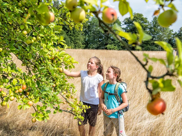 Bildungsstätte Sellnitz Zwei Kinder stehen in einem Feld und pflücken Äpfel von einem Baum. Die Sonne scheint, und die Atmosphäre ist sommerlich und entspannt.