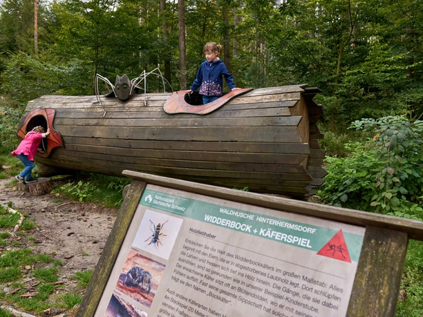 Twee kinderen spelen op een groot houten model van een kever in het bos; een meisje kijkt uit een opening terwijl een ander erin klimt.