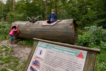Waldhusche Hinterhermsdorf Zwei Kinder spielen auf einem großen, hölzernen Käfermodell im Wald; ein Mädchen schaut aus einer Öffnung, während ein anderes hineinklettert.