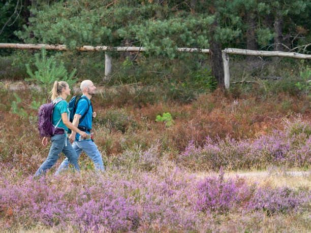 Hoevelhof-Emsquelle-Heide-Teutoburger-Wald-Tourismus-Patrick-Gawandtka-141.jpg Zwei Personen wandern durch eine Heide mit blühendem lila Heidekraut, Bäume im Hintergrund.