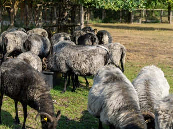 Hoevelhof-HeidschnuckenSchaeferrei-Teutoburger-Wald-Tourismus-Patrick-Gawandtka-125.jpg Mehrere dunkelgraue Schafe grasen auf einer Wiese nahe eines Zauns an einem sonnigen Tag.