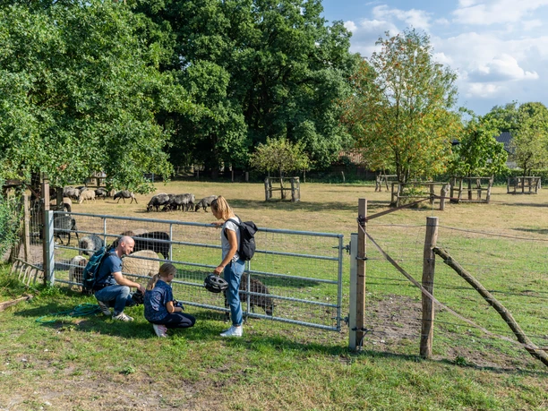 Hoevelhof-HeidschnuckenSchaeferrei-Teutoburger-Wald-Tourismus-Patrick-Gawandtka-118.jpg Familie füttert Schafe auf einem grünen Bauernhof mit Bäumen und offenem Weidegelände im Hintergrund.