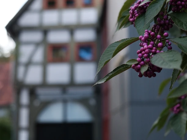 Der Hinterhof mit Fachwerkhaus, modernen Elementen und lilafarbenen Beeren im Vordergrund.