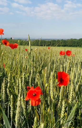 Blick vom Asenberg hinab nach Schoetmar-Bad Salzuflen Blick vom Asenberg hinab nach Schoetmar-Bad Salzuflen