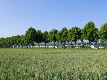 Lindenallee im Ortsteil-Breden bei Bad Salzuflen