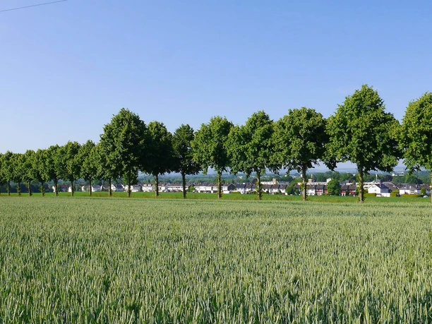 Lindenallee im Ortsteil-Breden bei Bad Salzuflen Lindenallee im Ortsteil-Breden bei Bad Salzuflen