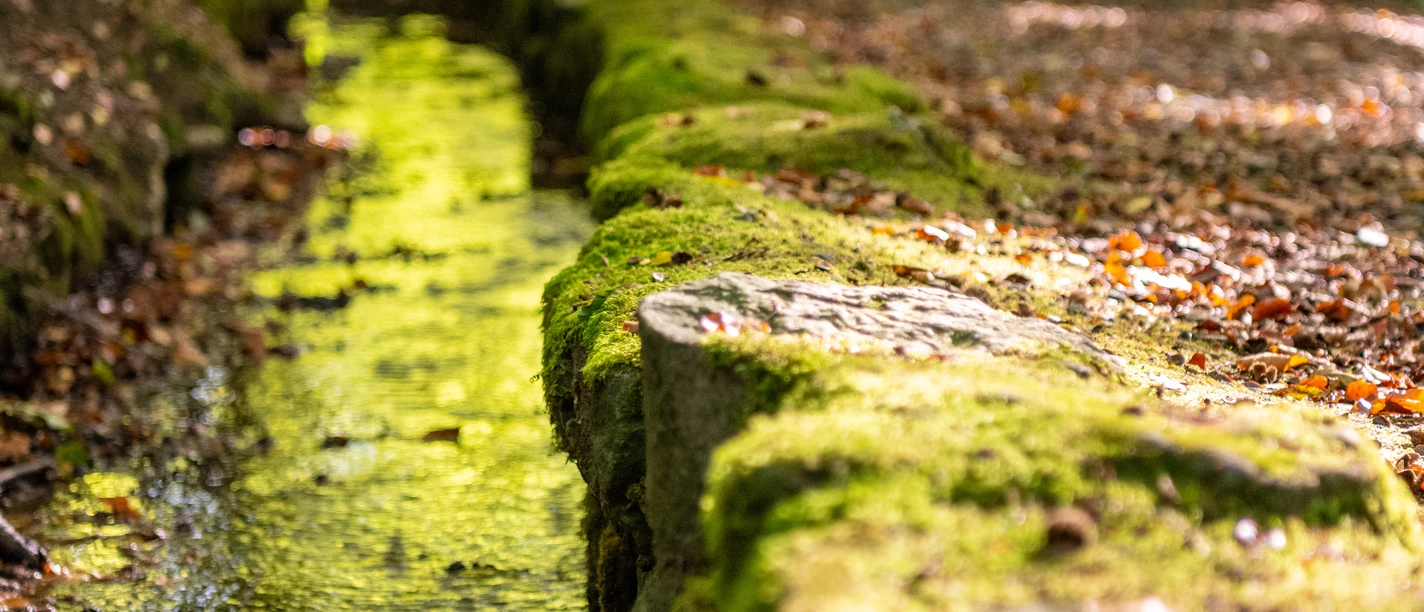 Schieder-Schwalenberg-Stadtwasser-Teutoburger-Wald-Tourismus-D-Ketz-112-CC-BY-SA.jpg Ein Waldpfad mit Laub bedeckt, gesäumt von einem klaren Bach und zwei Personen, die entlang spazieren.