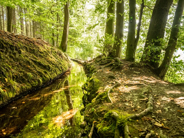 Ein malerischer Waldweg entlang eines klaren Bachs, umgeben von üppigem Grün und Sonnenlicht.