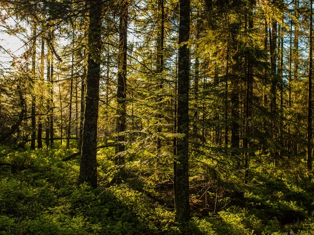 Wald Infozentrum Kaltenbronn