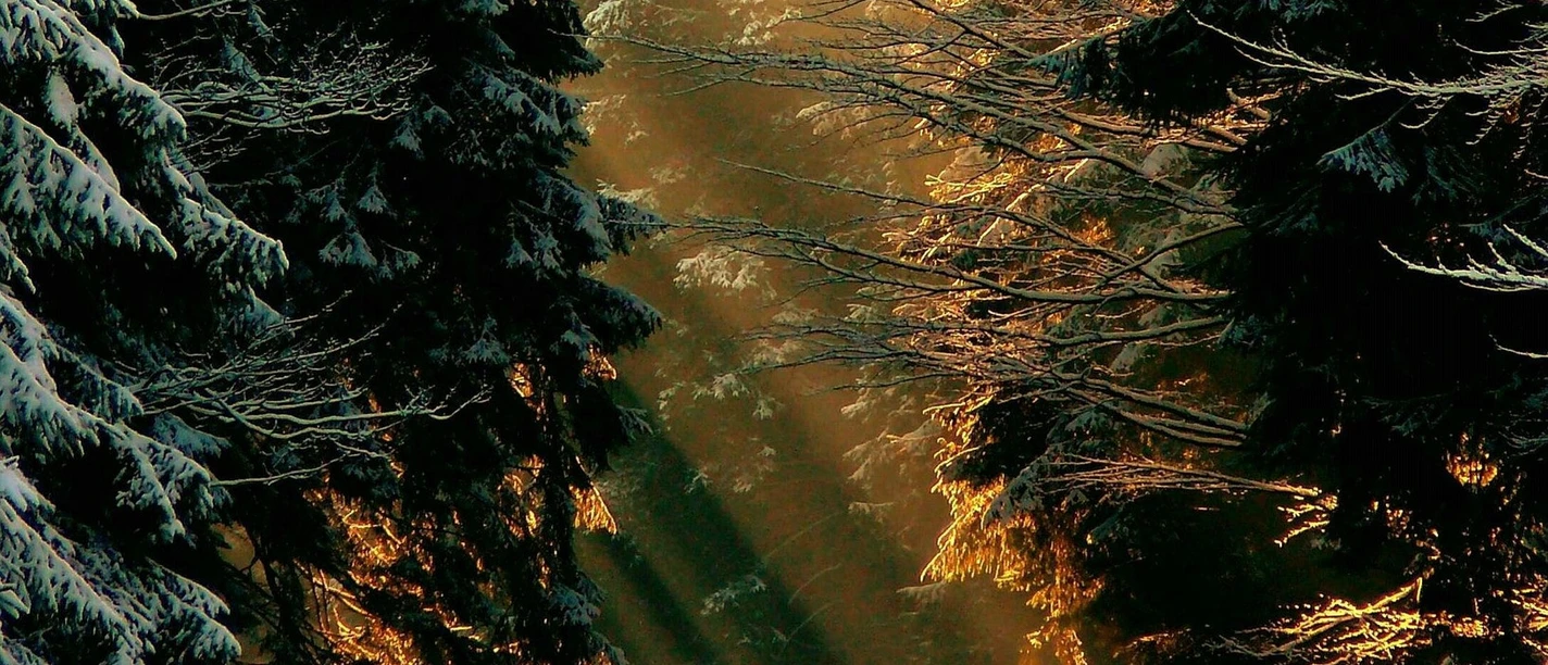 winterwald pixabay cocoparisienne