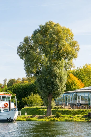 Schieder-Schwalenberg-Schiedersee-Teutoburger-Wald-Tourismus-D-Ketz-074-CC-BY-SA.jpg Weißes Ausflugsschiff auf einem Fluss, umgeben von grünen Bäumen und einem Gewächshaus am Ufer.