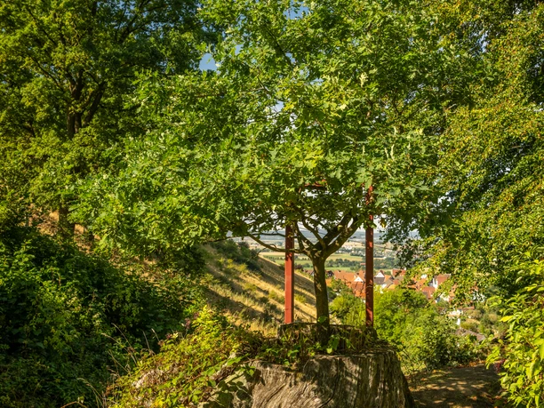Schieder-Schwalenberg-Malereiche-Teutoburger-Wald-Tourismus-D-Ketz-016-CC-BY-SA.jpg Ein Baum wächst aus einem von Grün umgebenen Baumstumpf, an einem sonnigen Hang.