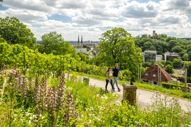 Bielefeld-Johannisberg-Teutoburger-Wald-Tourismus-D-Ketz-054.jpg Ein Paar spaziert durch grüne Weinberge mit Blick auf Bielefelds Stadt und zwei Kirchtürme.