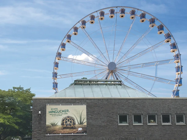 Cologne Giant Ferris Wheel at Cologne Zoo Large Ferris wheel towers behind a zoo building with a turtle sign