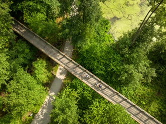 <p>Luftaufnahme eines hölzernen Spazierwegs, der durch dichte grüne Vegetation im Wald führt.</p>