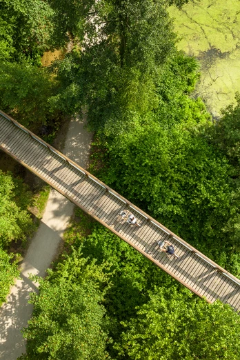 Bielefeld-Oberes Luttertal-Teutoburger-Wald-Tourismus-D-Ketz-093.jpg <p>Luftaufnahme eines hölzernen Spazierwegs, der durch dichte grüne Vegetation im Wald führt.</p>