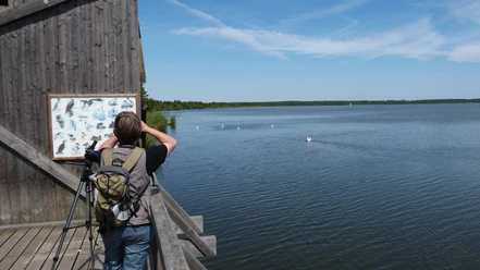 A nature observer on a wooden footbridge photographs water birds on a calm lake under a clear sky.