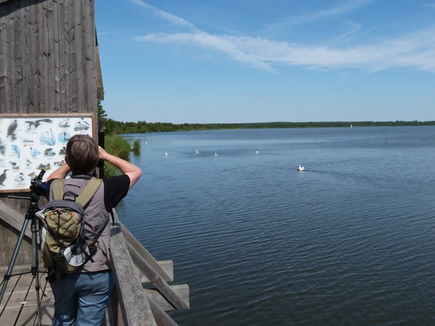 A nature observer on a wooden footbridge photographs water birds on a calm lake under a clear sky.