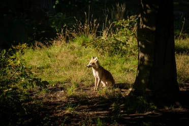 Bielefeld-Tierpark Olderdissen-Teutoburger-Wald-Tourismus-D-Ketz-001.jpg Fuchs sitzt im dichten Waldboden, von Sonnenstrahlen beleuchtet, umgeben von üppigem Grün.