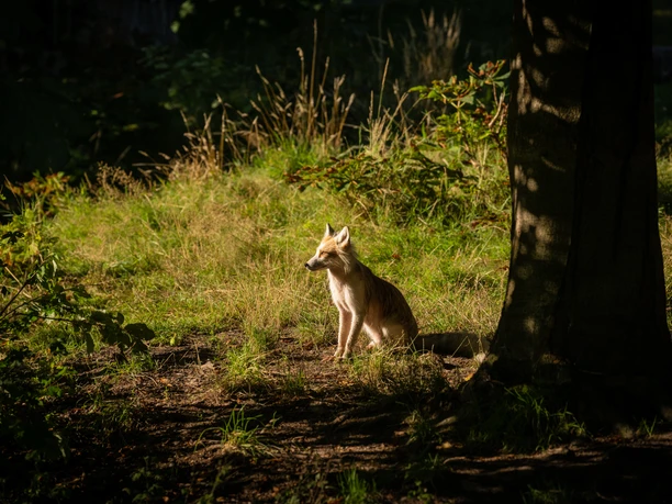 Bielefeld-Tierpark Olderdissen-Teutoburger-Wald-Tourismus-D-Ketz-001.jpg <p>Fuchs sitzt im dichten Waldboden, von Sonnenstrahlen beleuchtet, umgeben von üppigem Grün.</p>
